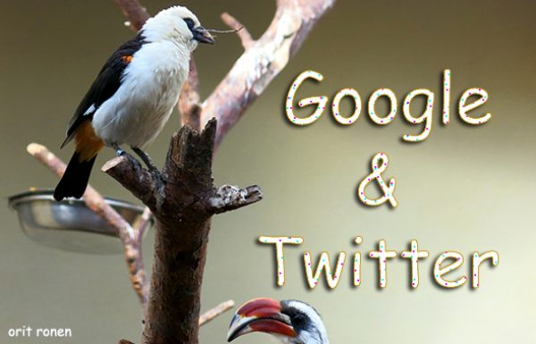 הציפורים מגיעות לאינדקס של גוגל Twitter&Google